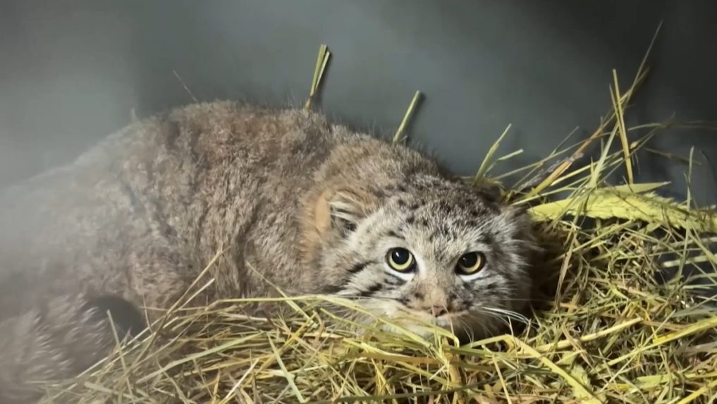 Na snímke mačka manul.