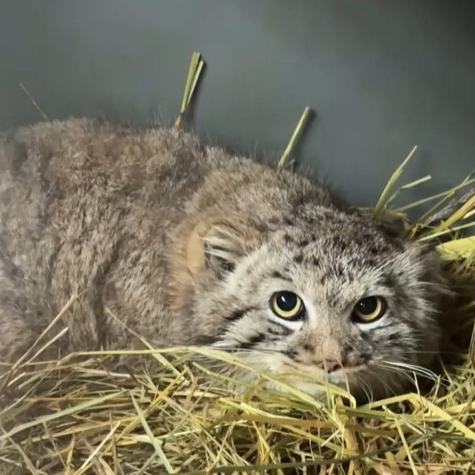 Na snímke mačka manul.