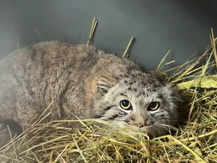 Na snímke mačka manul.