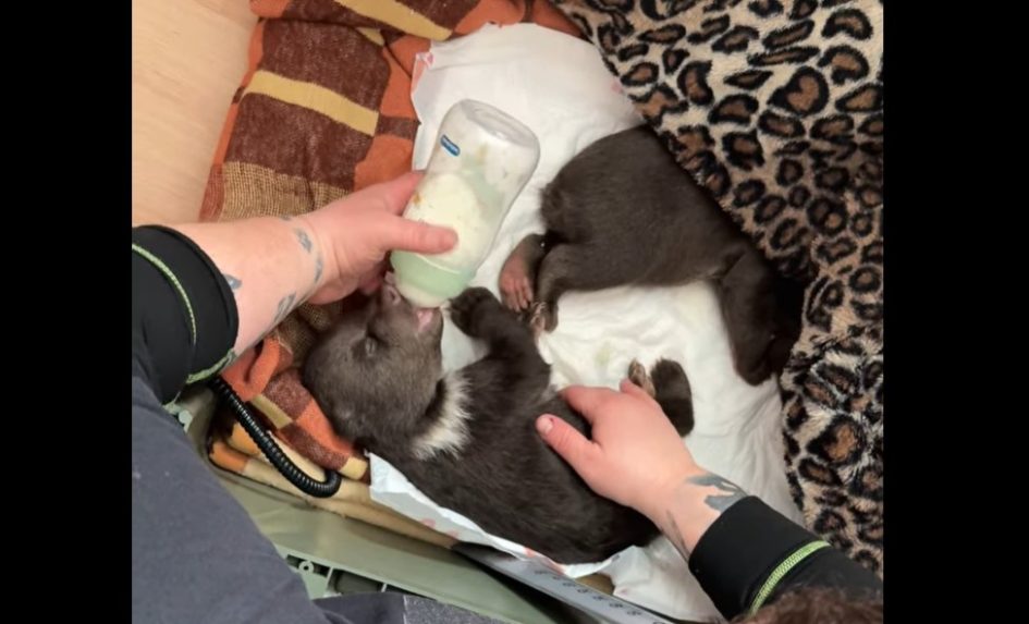 Na snímke jedno z medvieďat v bojnickej zoo.