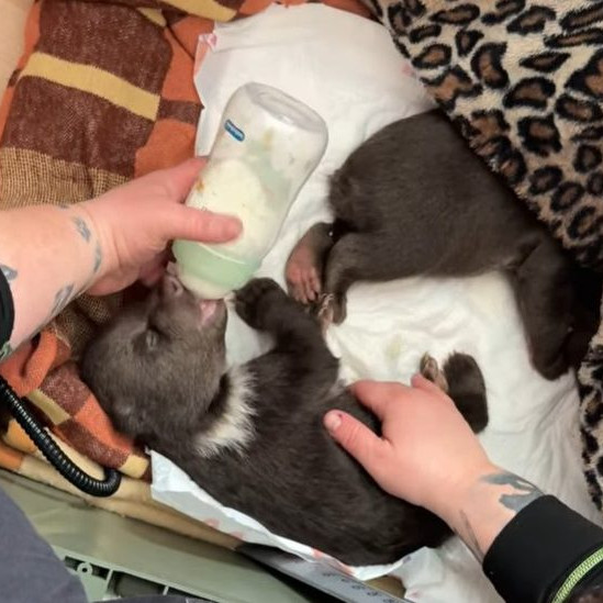 Na snímke jedno z medvieďat v bojnickej zoo.