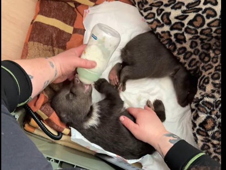 Na snímke jedno z medvieďat v bojnickej zoo.