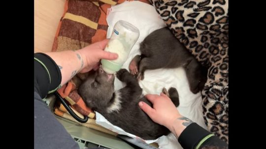 Na snímke jedno z medvieďat v bojnickej zoo.