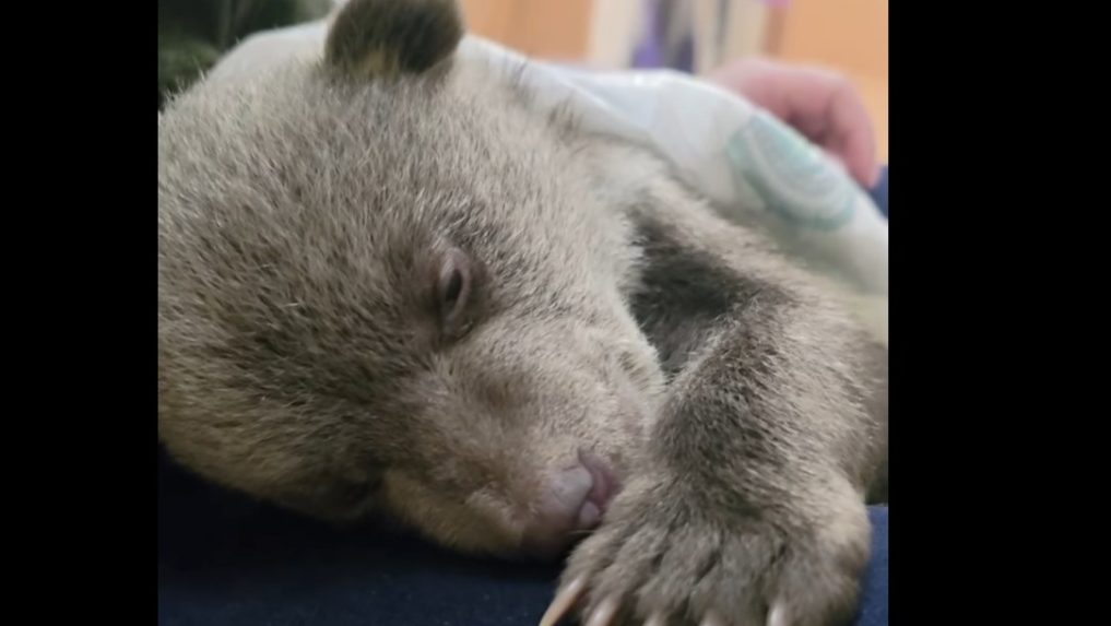 Na snímke jedno z medvieďat, ktoré už otvorilo oči.