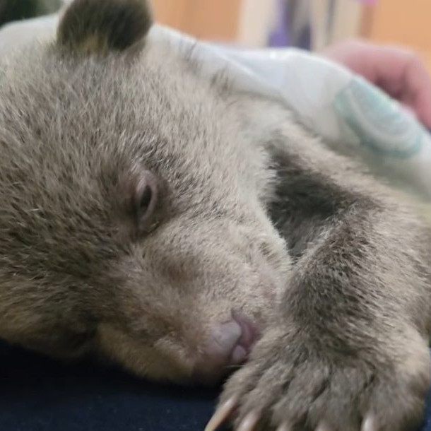 Na snímke jedno z medvieďat, ktoré už otvorilo oči.