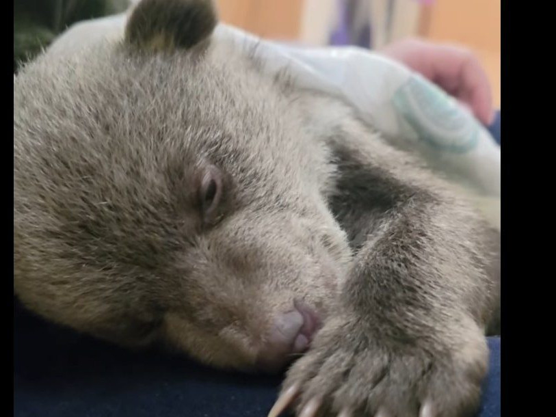 Na snímke jedno z medvieďat, ktoré už otvorilo oči.