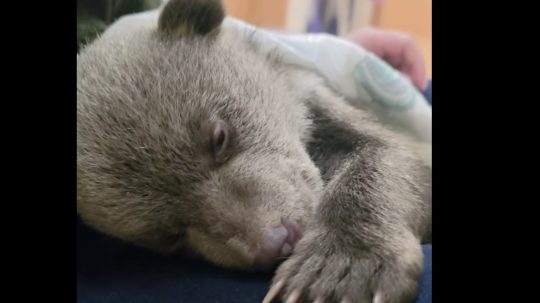 Na snímke jedno z medvieďat, ktoré už otvorilo oči.