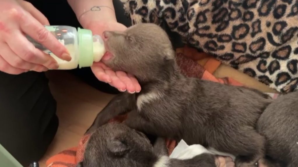 Pracovníčka bojnickej zoo kŕmi osirelé mláďa medveďa.