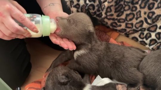Pracovníčka bojnickej zoo kŕmi osirelé mláďa medveďa.