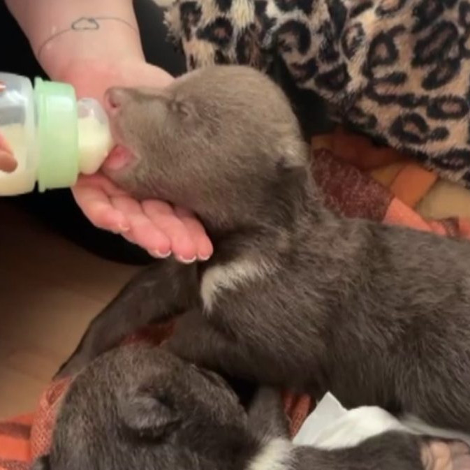 Pracovníčka bojnickej zoo kŕmi osirelé mláďa medveďa.