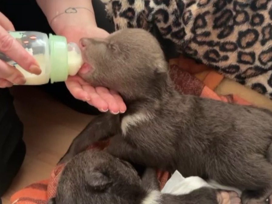 Pracovníčka bojnickej zoo kŕmi osirelé mláďa medveďa.