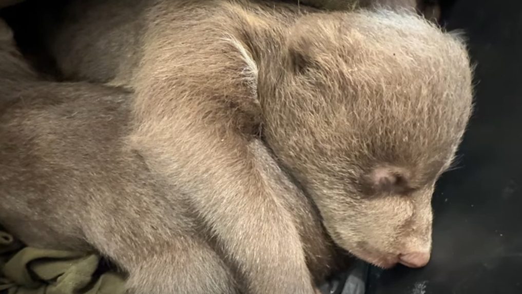 Po zastrelenej medvedici zostali tri malé mláďatá.