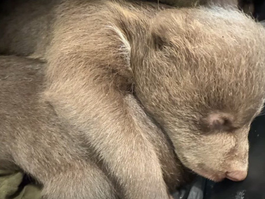 Po zastrelenej medvedici zostali tri malé mláďatá.