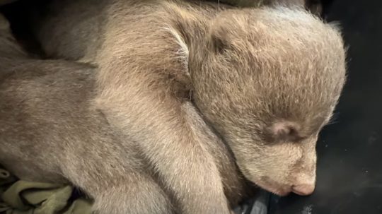 Po zastrelenej medvedici zostali tri malé mláďatá.