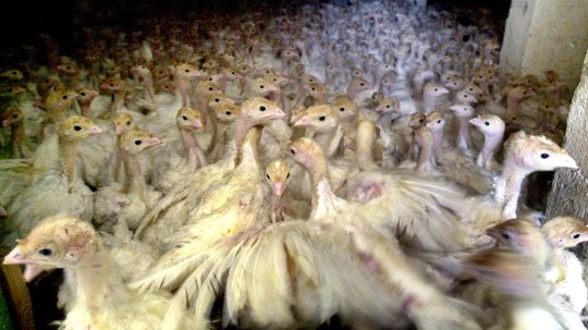 Na snímke je chov moriek.