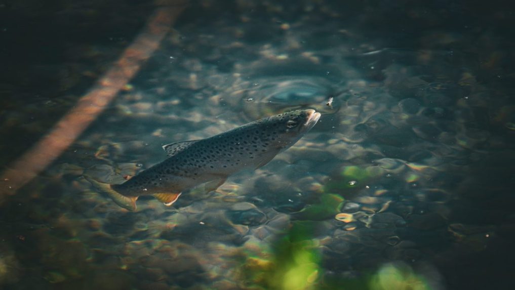 Na ilustračnej snímke pstruh obyčajný.