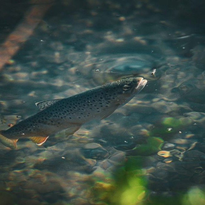 Na ilustračnej snímke pstruh obyčajný.