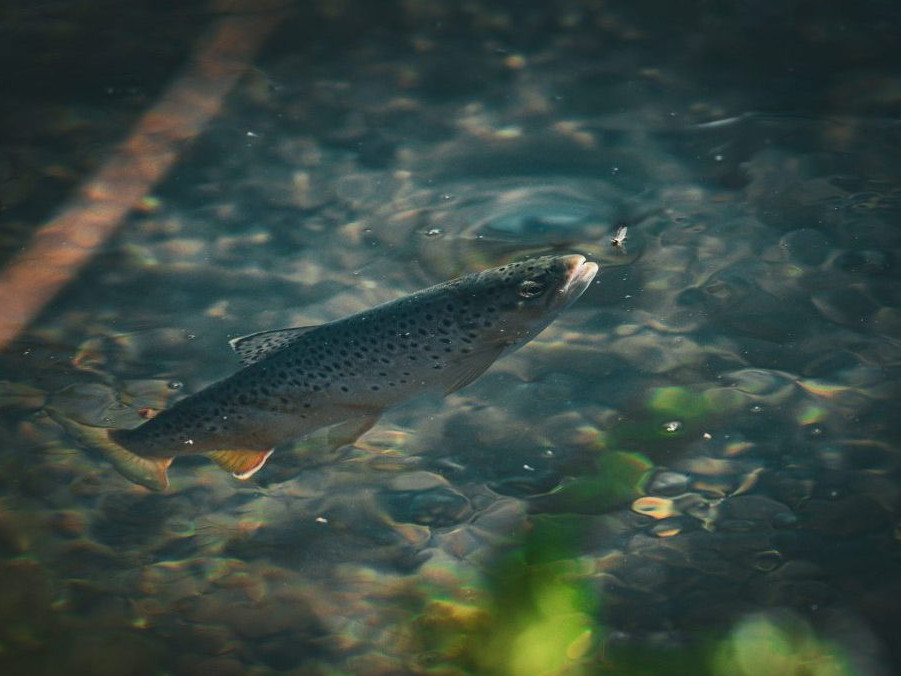 Na ilustračnej snímke pstruh obyčajný.