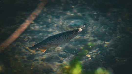 Na ilustračnej snímke pstruh obyčajný.