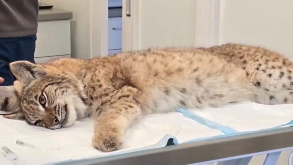 Na snímke zranený rys v bojnickej zoo.
