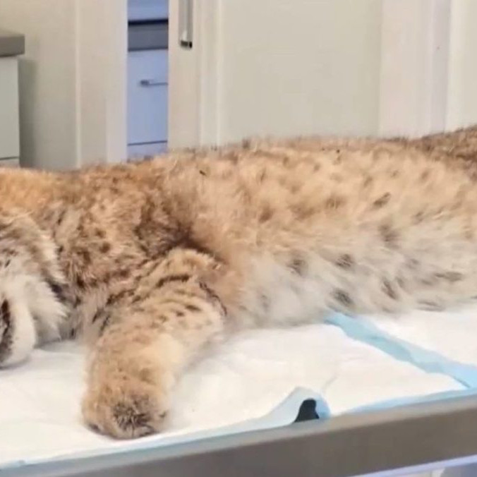 Na snímke zranený rys v bojnickej zoo.