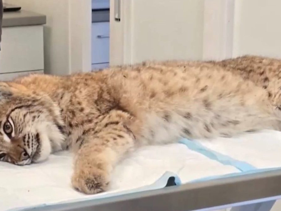 Na snímke zranený rys v bojnickej zoo.