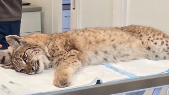 Na snímke zranený rys v bojnickej zoo.