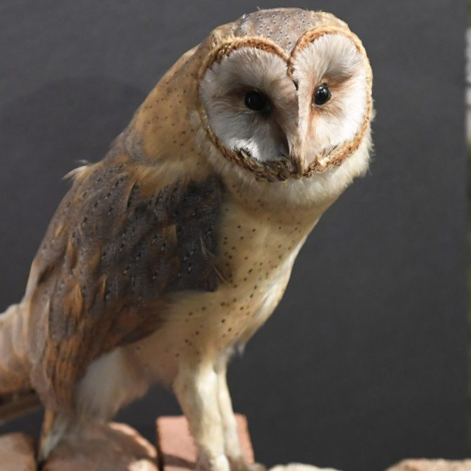 Hlásia ďalší prípad vtáčej chrípky na Slovensku. V obci na východe zahynuli vtáci chovaní v zajatí