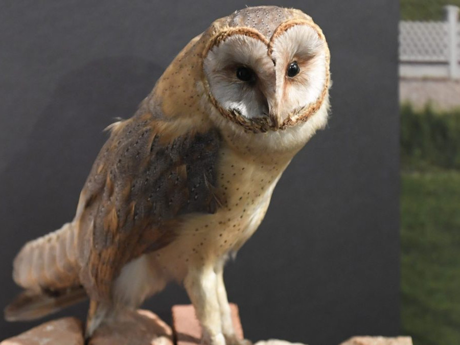 Hlásia ďalší prípad vtáčej chrípky na Slovensku. V obci na východe zahynuli vtáci chovaní v zajatí