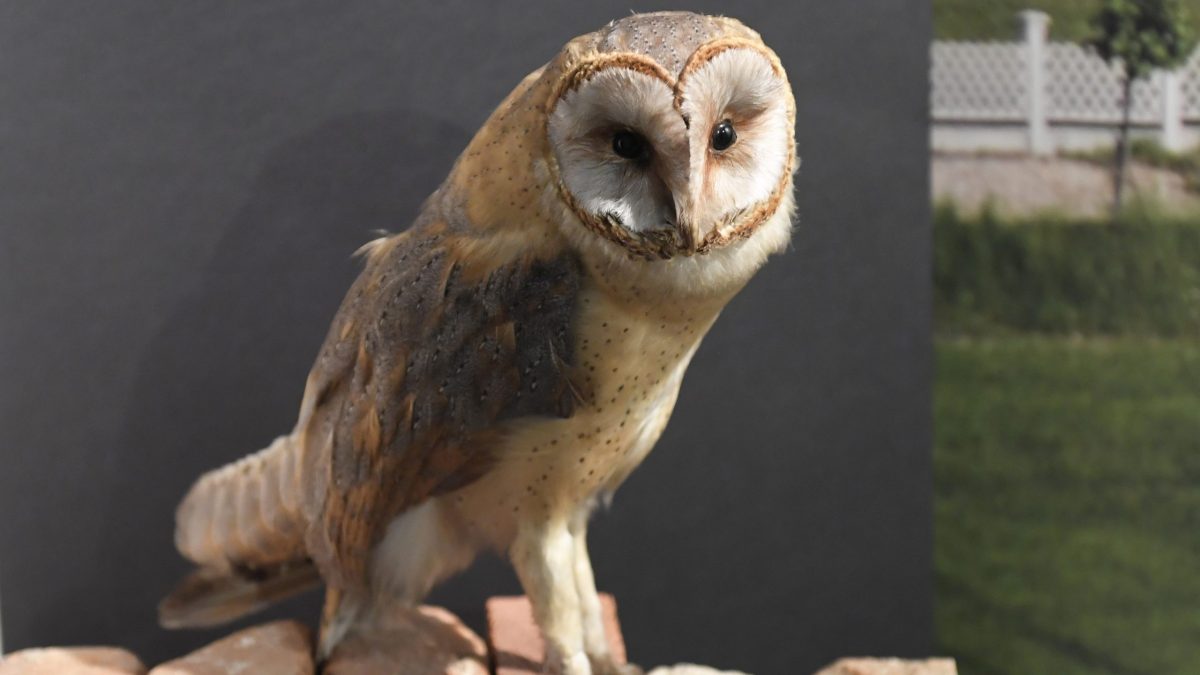 Hl&aacute;sia ďal&scaron;&iacute; pr&iacute;pad vt&aacute;čej chr&iacute;pky na Slovensku. V obci na v&yacute;chode zahynuli vt&aacute;ci chovan&iacute; v zajat&iacute;