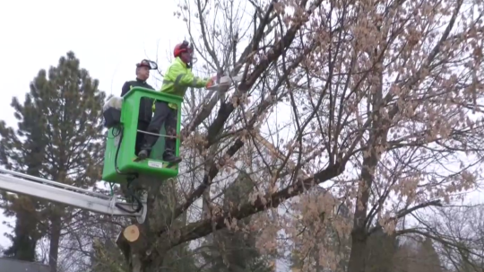 Na snímke zamestnanci technických služieb na vysokozdvižnej plošine režú časti stromu.