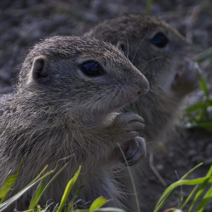Sysle pod Muránskym hradom sa prebúdzajú. Pre turistov sú lákadlom, odborníkov zase teší nárast ich populácie