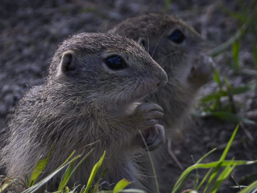 Sysle pod Muránskym hradom sa prebúdzajú. Pre turistov sú lákadlom, odborníkov zase teší nárast ich populácie