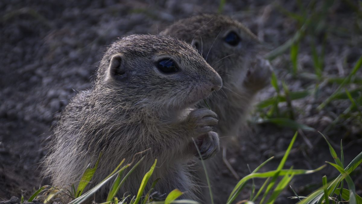 Sysle pod Mur&aacute;nskym hradom sa preb&uacute;dzaj&uacute;. Pre turistov s&uacute; l&aacute;kadlom, odborn&iacute;kov zase te&scaron;&iacute; n&aacute;rast ich popul&aacute;cie