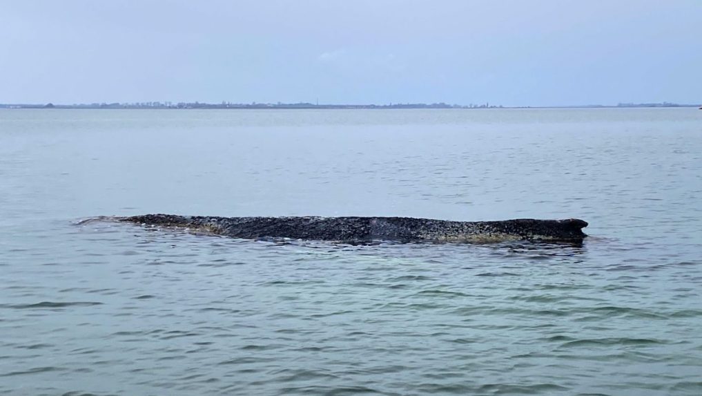 Veľryba uviazla v pondelok r&aacute;no v plytk&yacute;ch vod&aacute;ch neďaleko mesta L&uuml;beck.