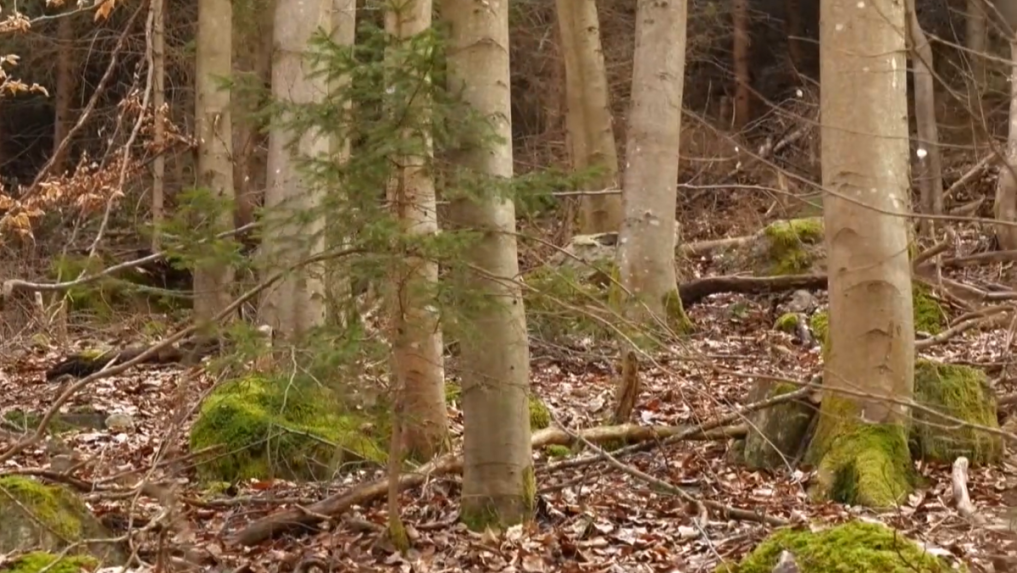 Na snímke sú stromy.