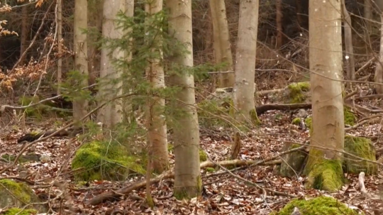 Na snímke sú stromy.