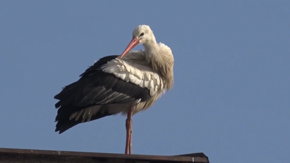 Ornitológovia majú prehľad aj o ďalších bocianoch.