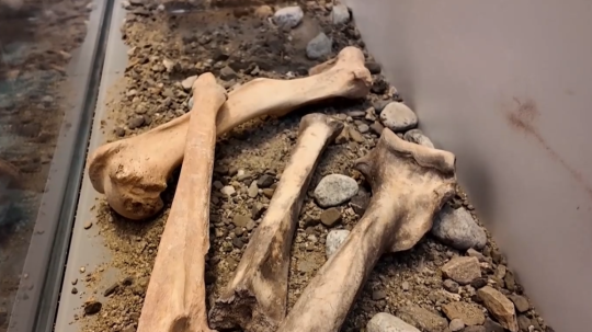 Strata ľadovej výzdoby v jaskyni odhalila iné poklady.