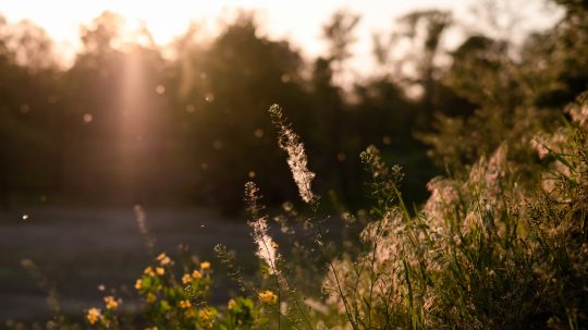 Alergici už pociťujú príchod peľovej sezóny.