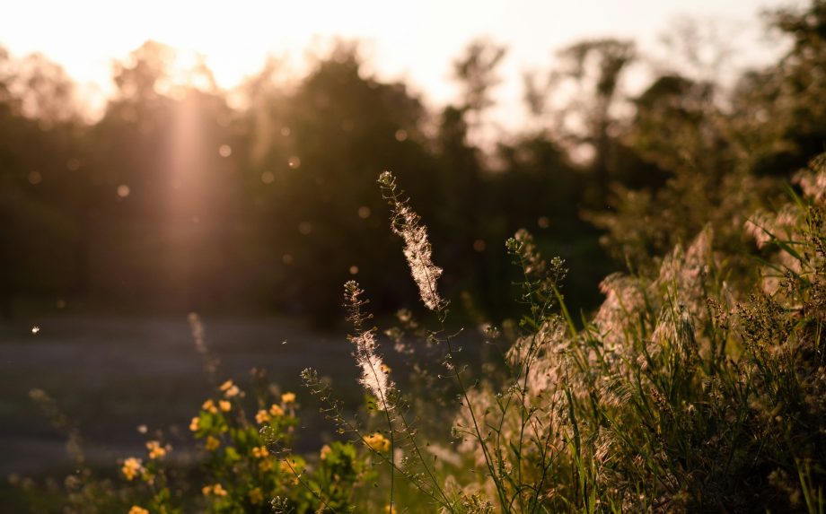 Alergici už pociťujú príchod peľovej sezóny.