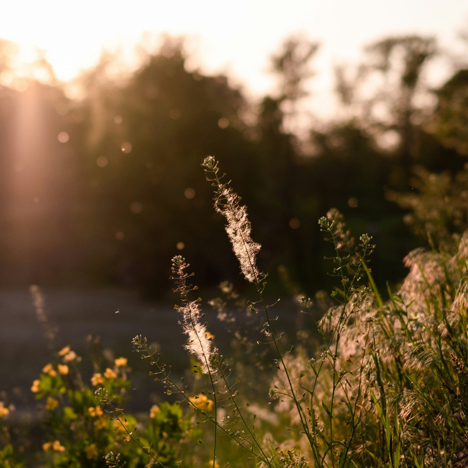 Alergici už pociťujú príchod peľovej sezóny.
