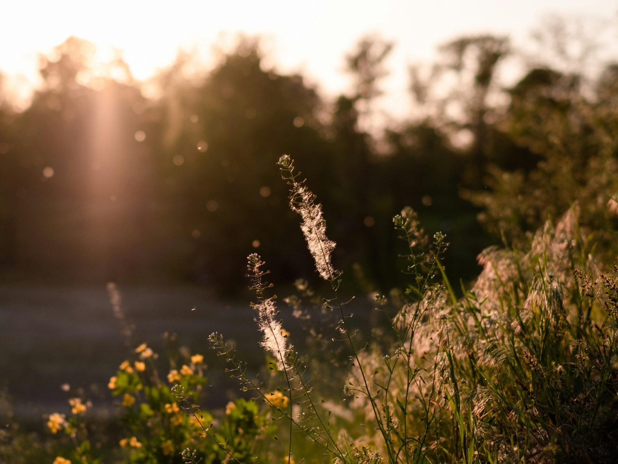 Alergici už pociťujú príchod peľovej sezóny.