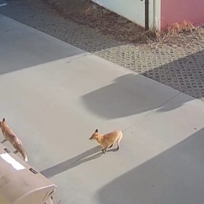 Na snímke líšky v Tlmačoch.