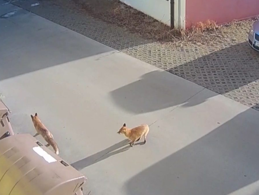 Na snímke líšky v Tlmačoch.