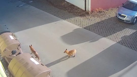 Na snímke líšky v Tlmačoch.