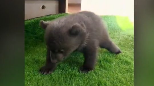 Na snímke medvieďa robí svoje prvé kroky.