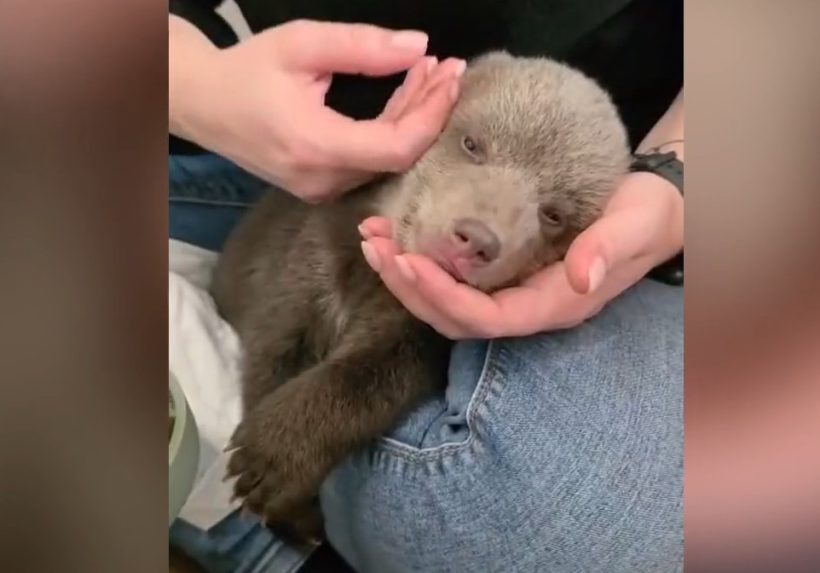 Na snímke jedno z medvieďat v bojnickej ZOO.