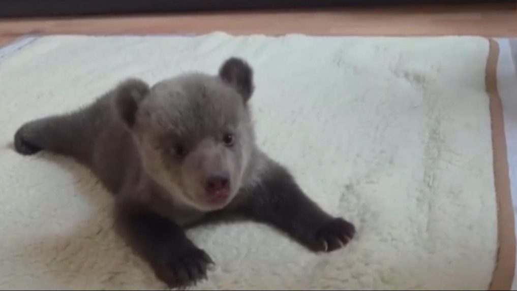 Na snímke osirelé mláďa v bojnickej ZOO.