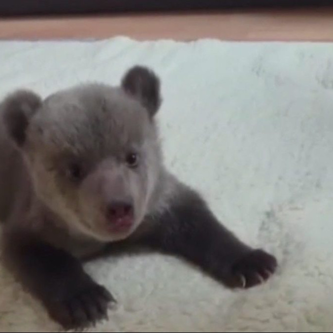 Na snímke osirelé mláďa v bojnickej ZOO.